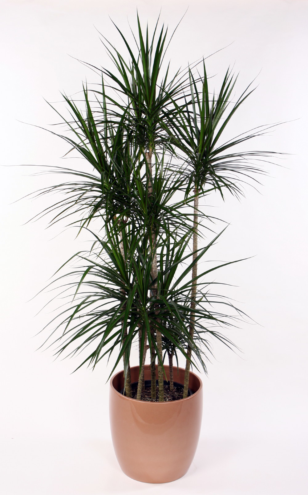Madagascar Dragon Tree Dracaena marginata 6" Pot