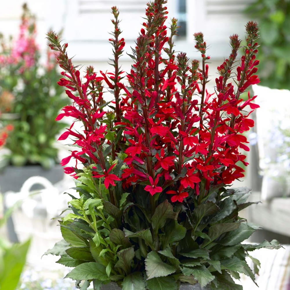 Fan Scarlet Cardinal Perennial Live Plant Lobelia Very Hardy Quart Pot Hirt S Gardens