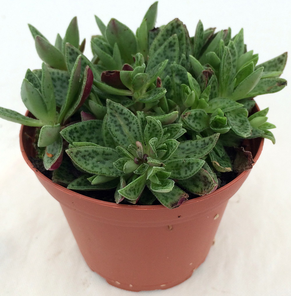 Miniature Tiger Jade Plant Crassula Easy To Grow House Plant 2 5 Pot Hirt S Gardens
