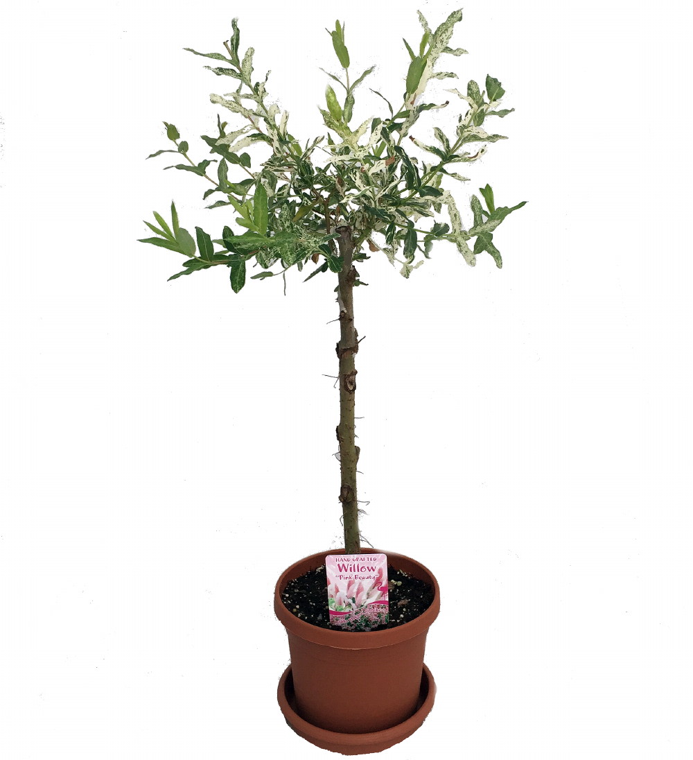 Pink Beauty Hakuro Nishiki Japanese Willow - Outdoors - 6 Pot