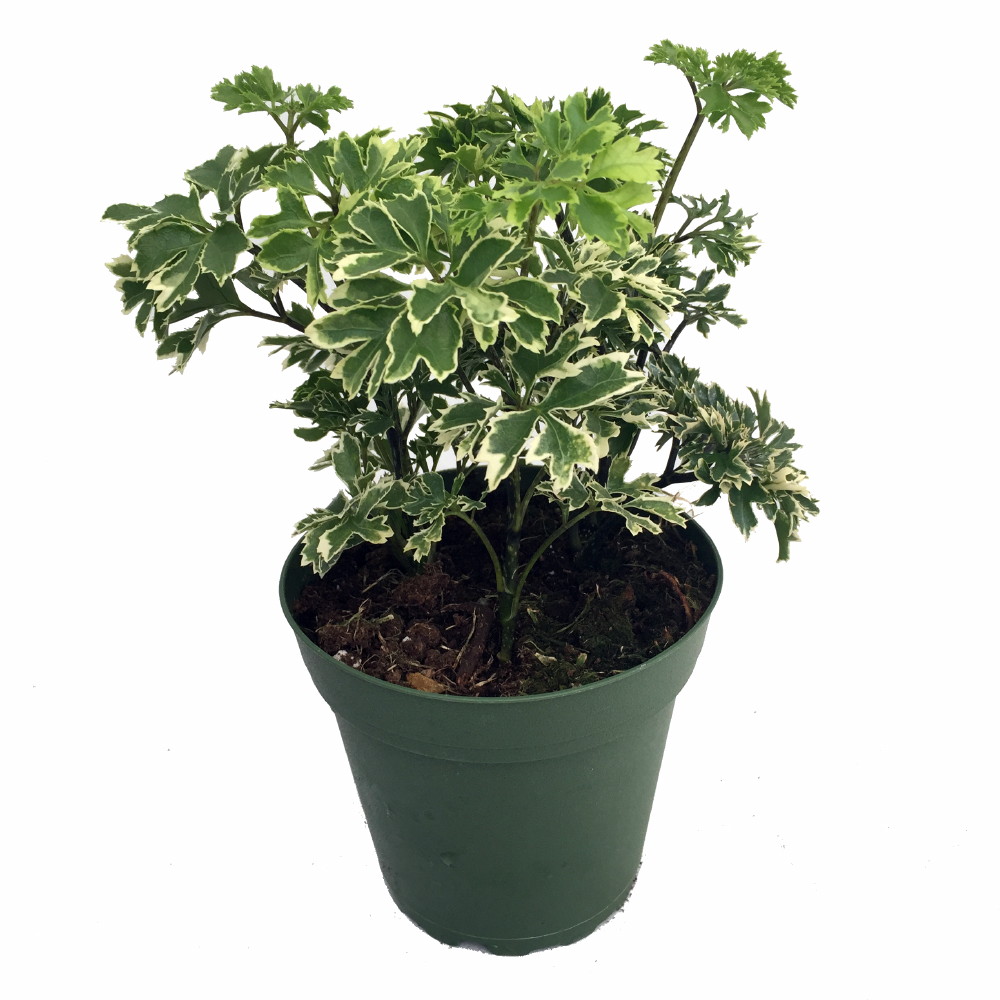 Snowflake Ming Aralia Bonsai Tree Polyscias Fruticosa Indoor 4 Pot Hirt S Gardens