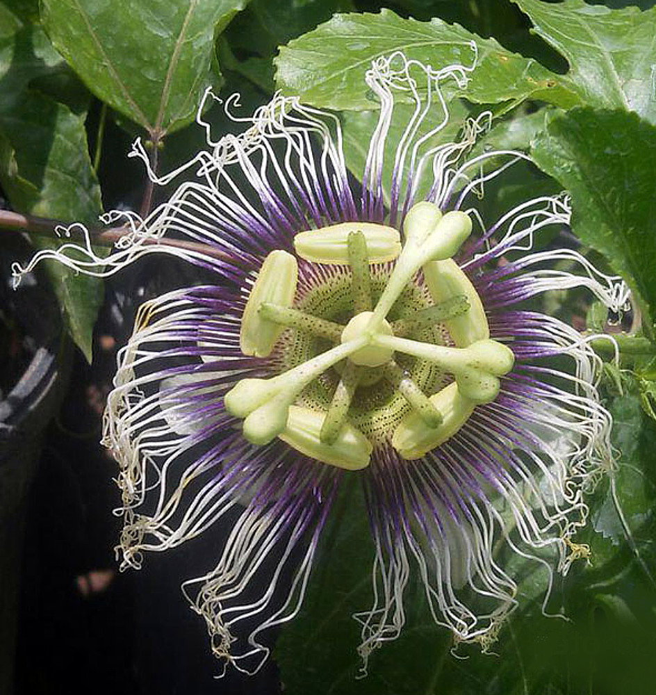 Growing Passion Fruit In Containers 