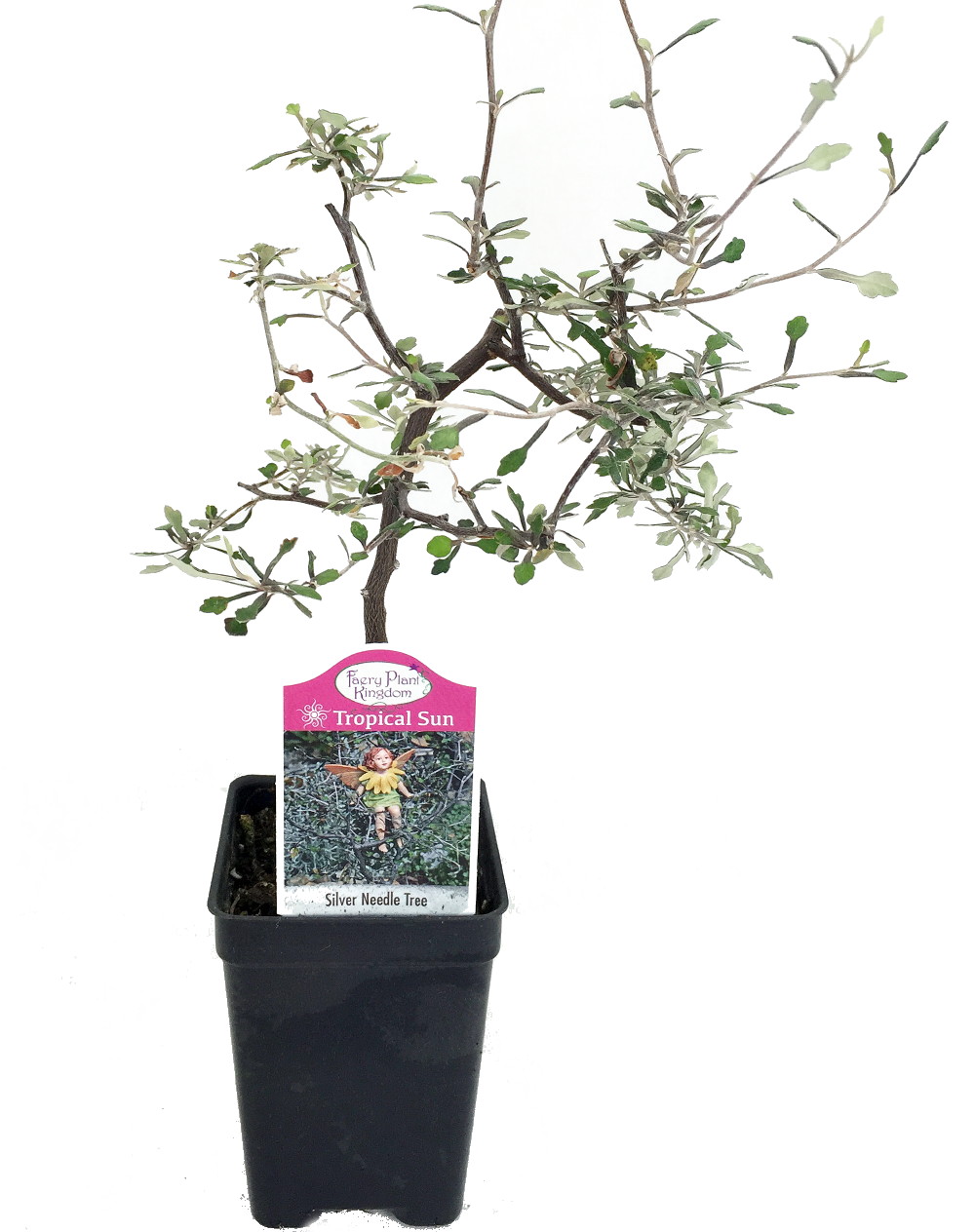 Silver Needle Ghost Tree - Corokia - 2.5" Pot - Fairy Garden Plant/House  Plant - Hirt's Gardens