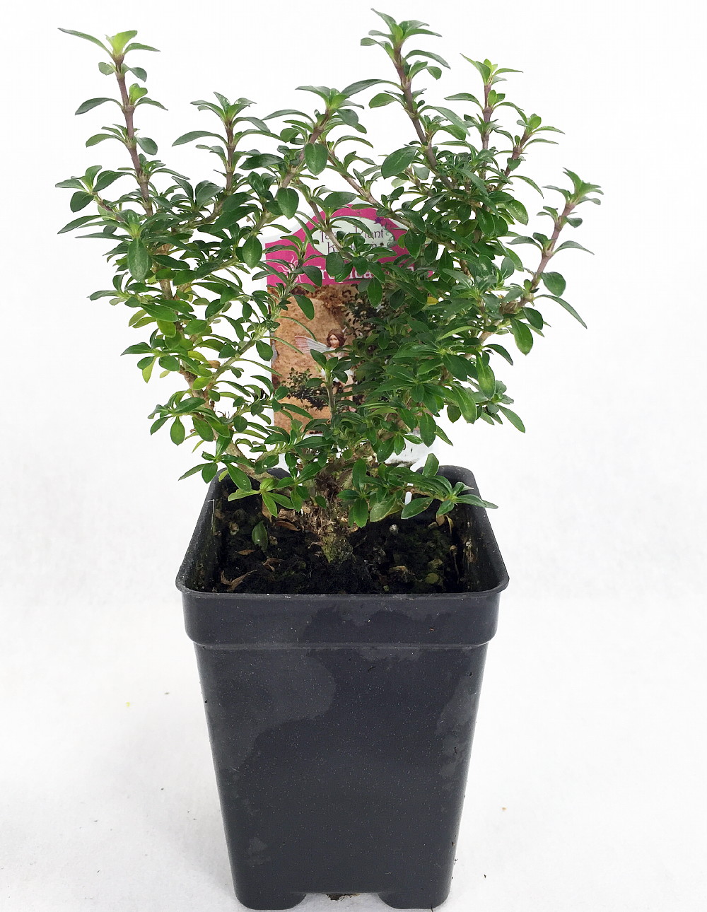 Kyoto Snowrose Serissa Tree 2 5 Pot House Plant Fairy Garden Plant Bonsai Hirt S Gardens