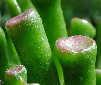 Shrek's Ear Jade Plant - Crassula - 2.5" Pot - Terrarium/Fairy Garden -  Hirt's Gardens
