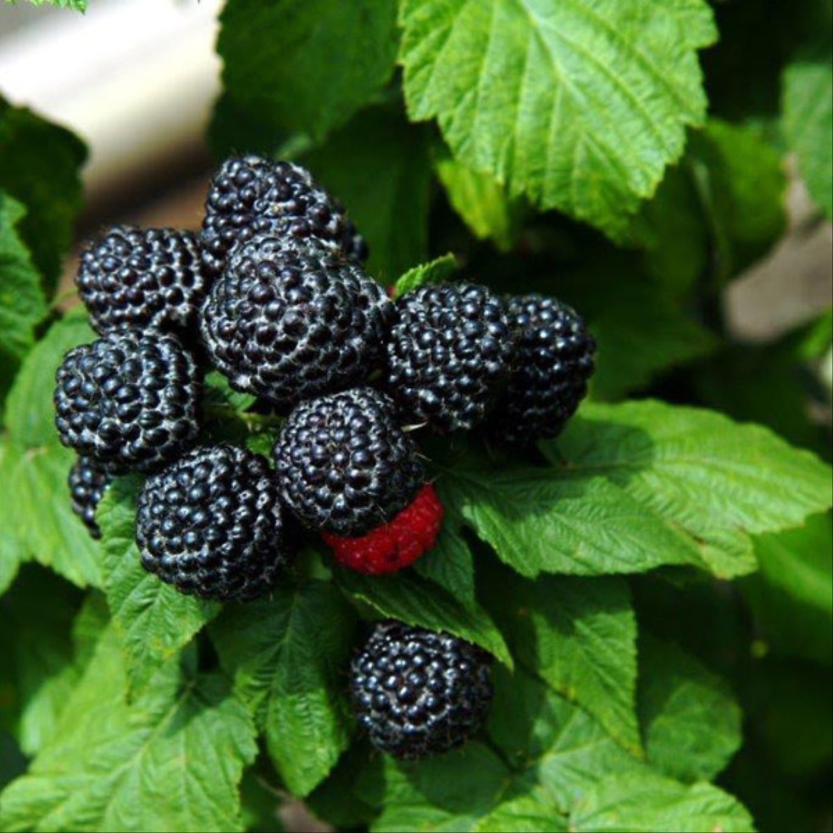 Small Raspberry Plany Raspberry Plant In Pot