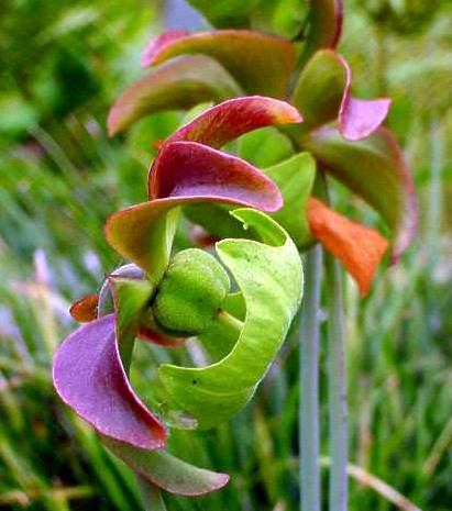 Sweet Pitcher Plant - Sarracenia rubra - Carnivorous - 3" Pot - Hirt's  Gardens