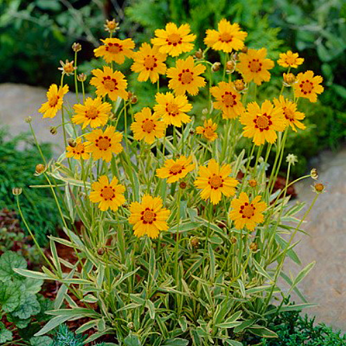 Tequila Sunrise Coreopsis Perennial Plant Quart Pot Hirt's Gardens