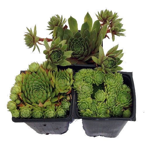 Hens & Chicks Collection 3 Live Plants -Sempervivum - Indoors or Out - 3" Pots