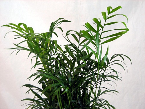 Hirt's Victorian Parlor Palm - Chamaedorea - 6" Pot with Decorative Pot  Cover