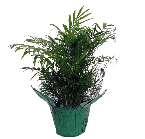 silver stripe pothos 6