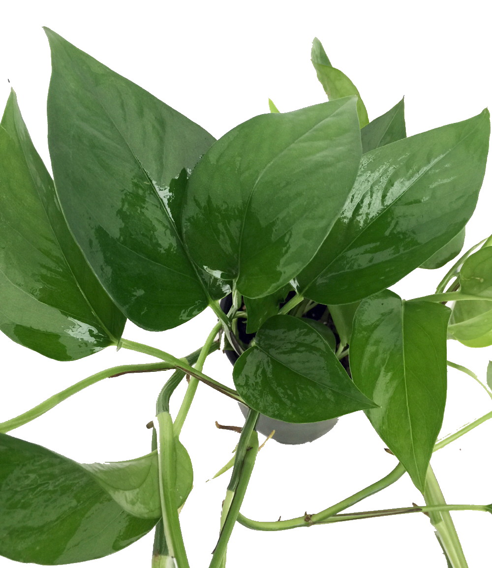 Jade Devil's Ivy - Pothos - Epipremnum - 6" Pot - Hirt's Gardens