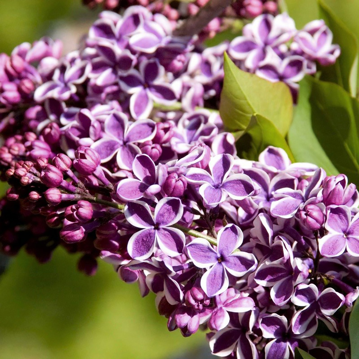 Syringa vulgaris 'Sensation