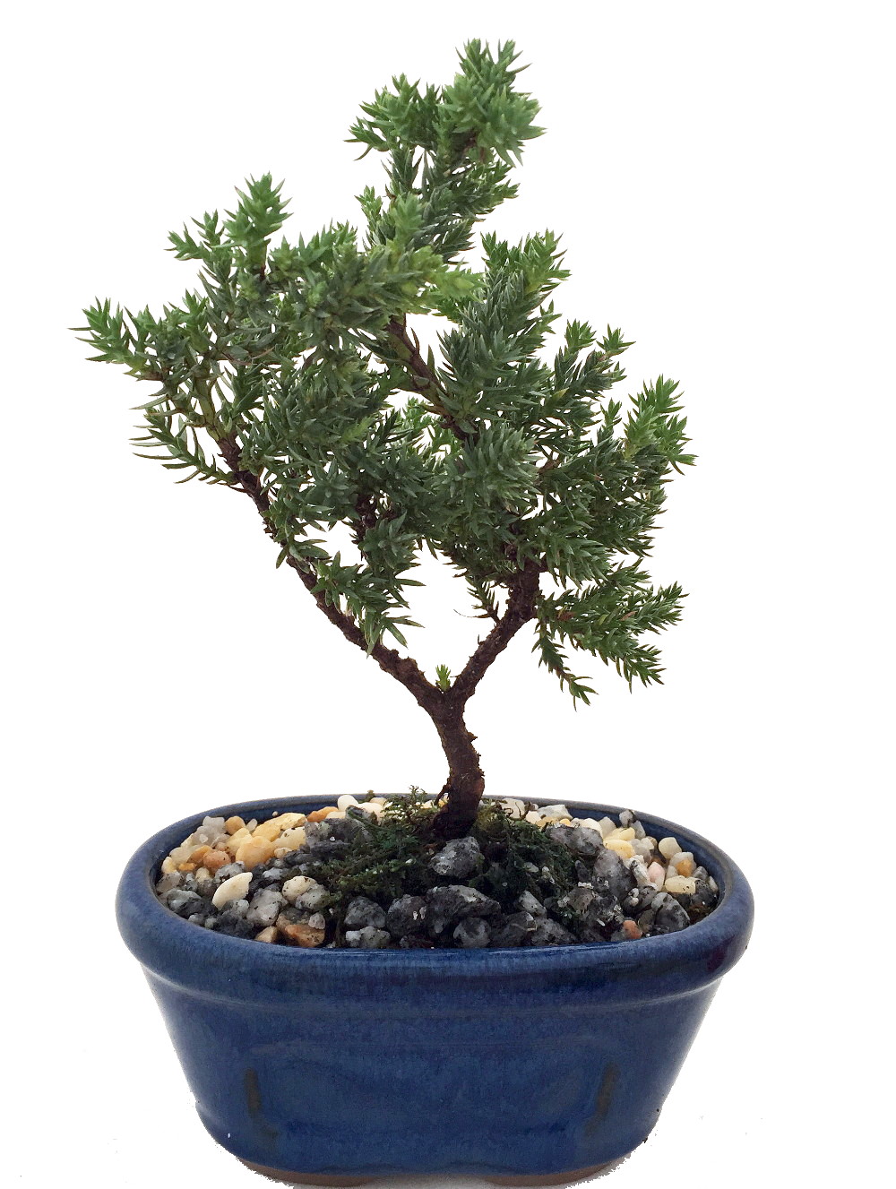 Miniature Japanese Juniper Bonsai Tree Ceramic Bonsai Pot Hirt S Gardens