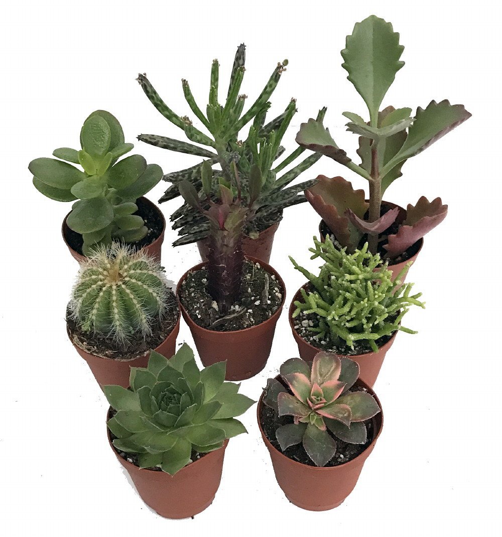 Instant Cactus/Succulent Collection - 8 Plants -Terrarium/Fairy Garden- 2" pots