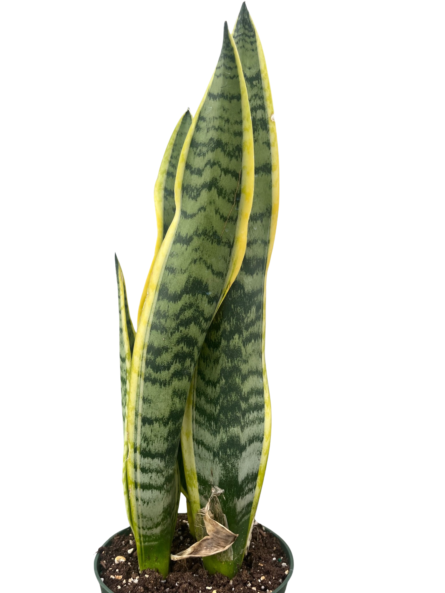 succulent with stem Stained Glass Succulent Stems Pattern Pack of 4 PDF & PNG