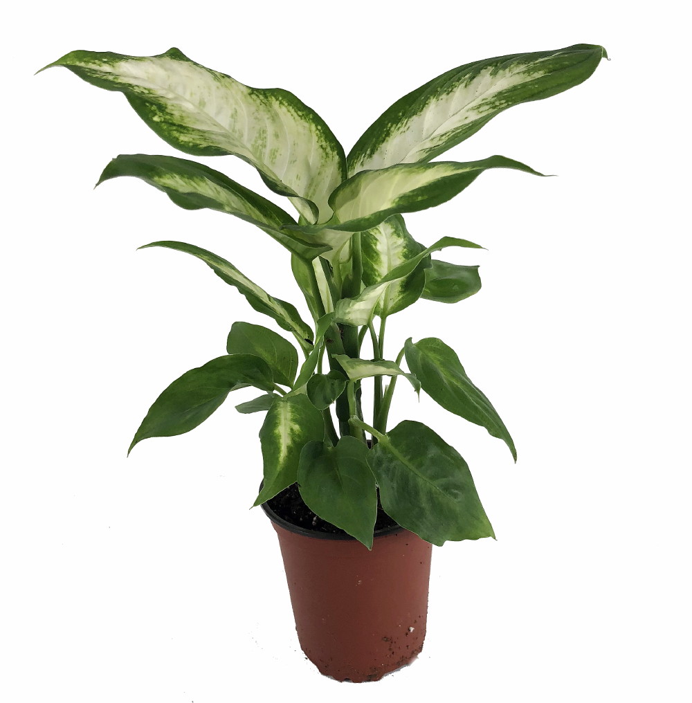 Camille Dieffenbachia - 3.5" Pot - Hirt's Gardens