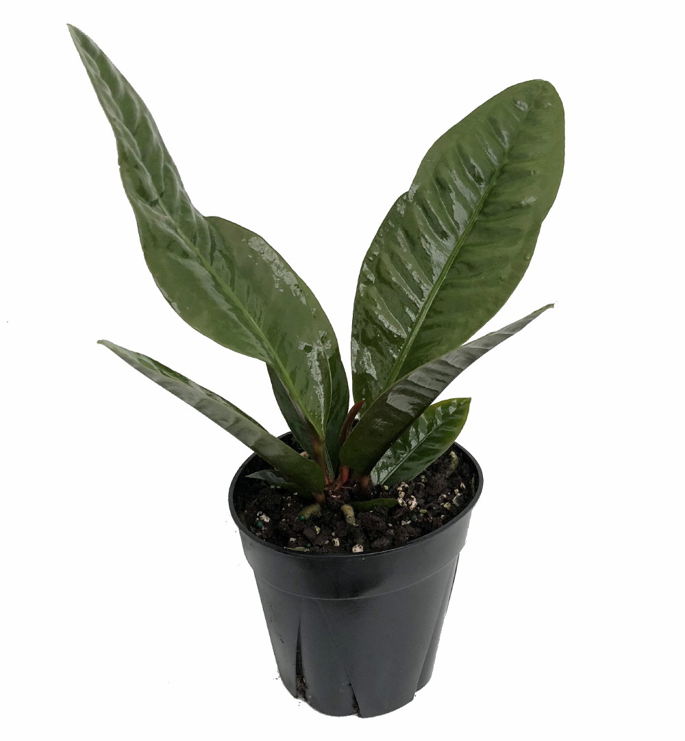 Bird's Nest Anthurium superbum - Blooming House Plant - 6" Pot