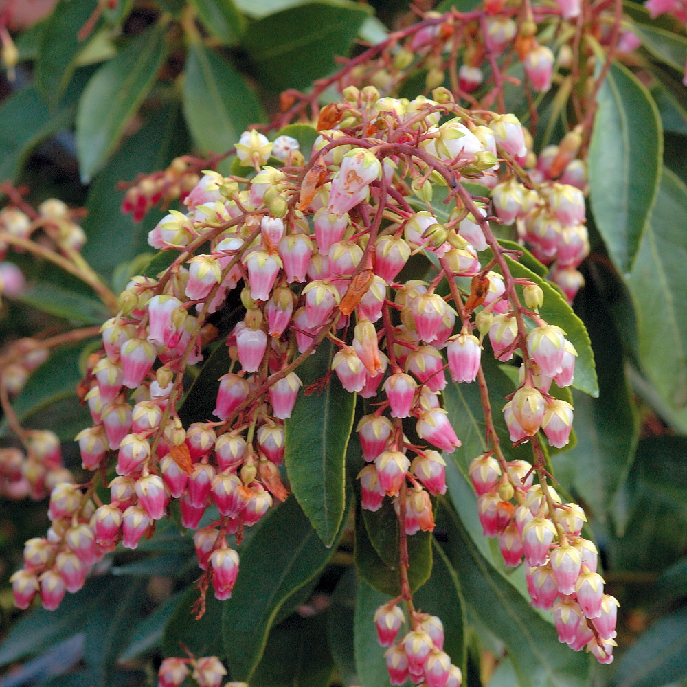 Valley Valentine Lily Of The Valley Shrub Japanese Pieris 2 5 Pot Hirt S Gardens