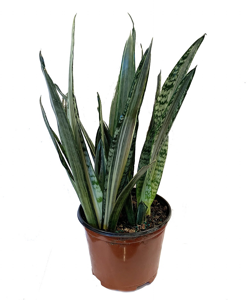 buy yucca cane Yucca Cane 10 main image 1