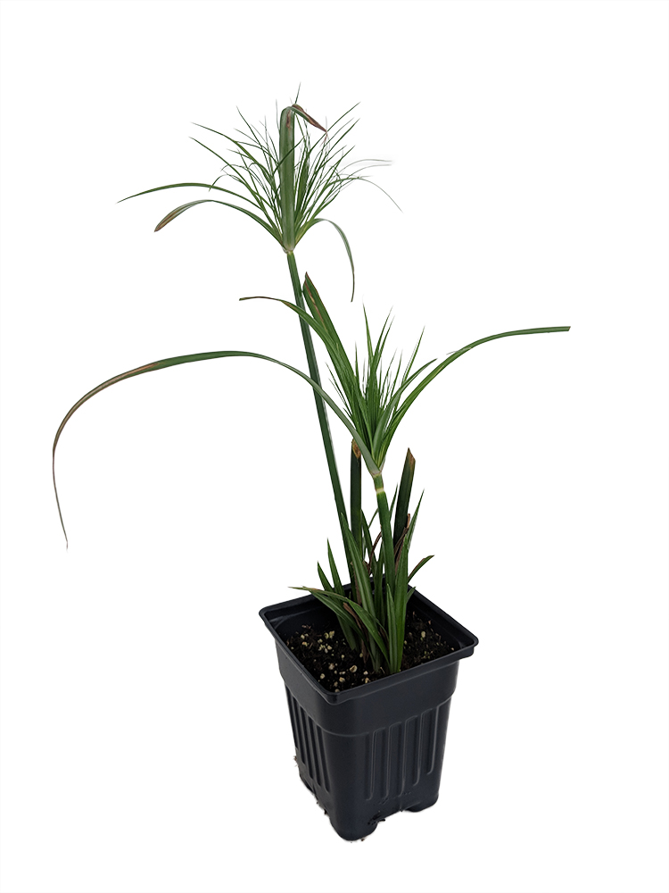 Dwarf Egyptian Papyrus Plant Cyperus Live Plant 2 5 Pot Hirt S Gardens