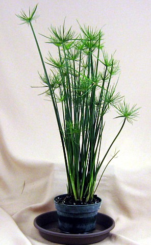 Dwarf Egyptian Papyrus Plant - Cyperus - Live Plant - 2.5" Pot - Hirt's  Gardens
