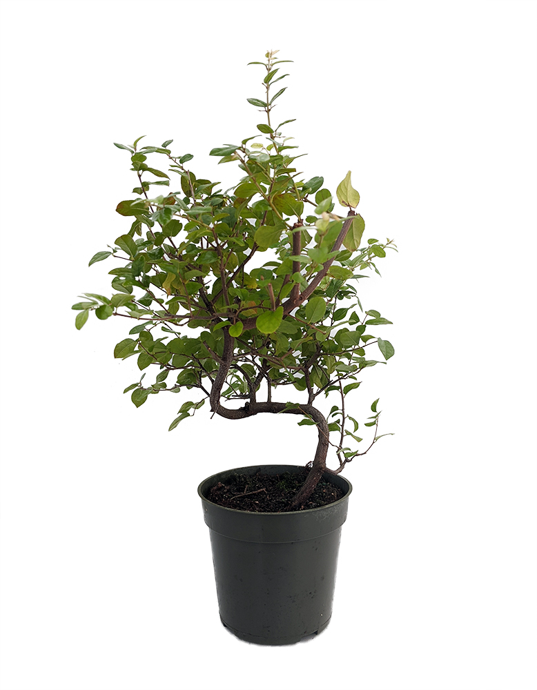 Stylized Chinese Bird Plum Tree Sagaretias 4 Pot House Plant Or Bonsai Hirt S Gardens