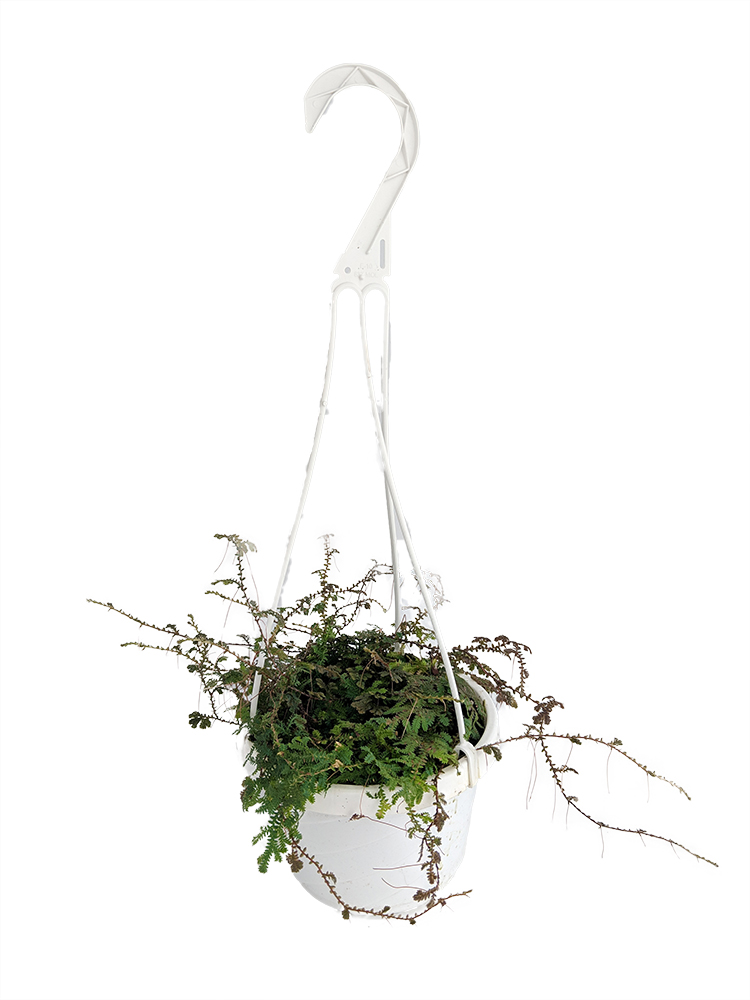 Iridescent Rainbow Blue Peacock Fern SelaginellaHouseplant 6