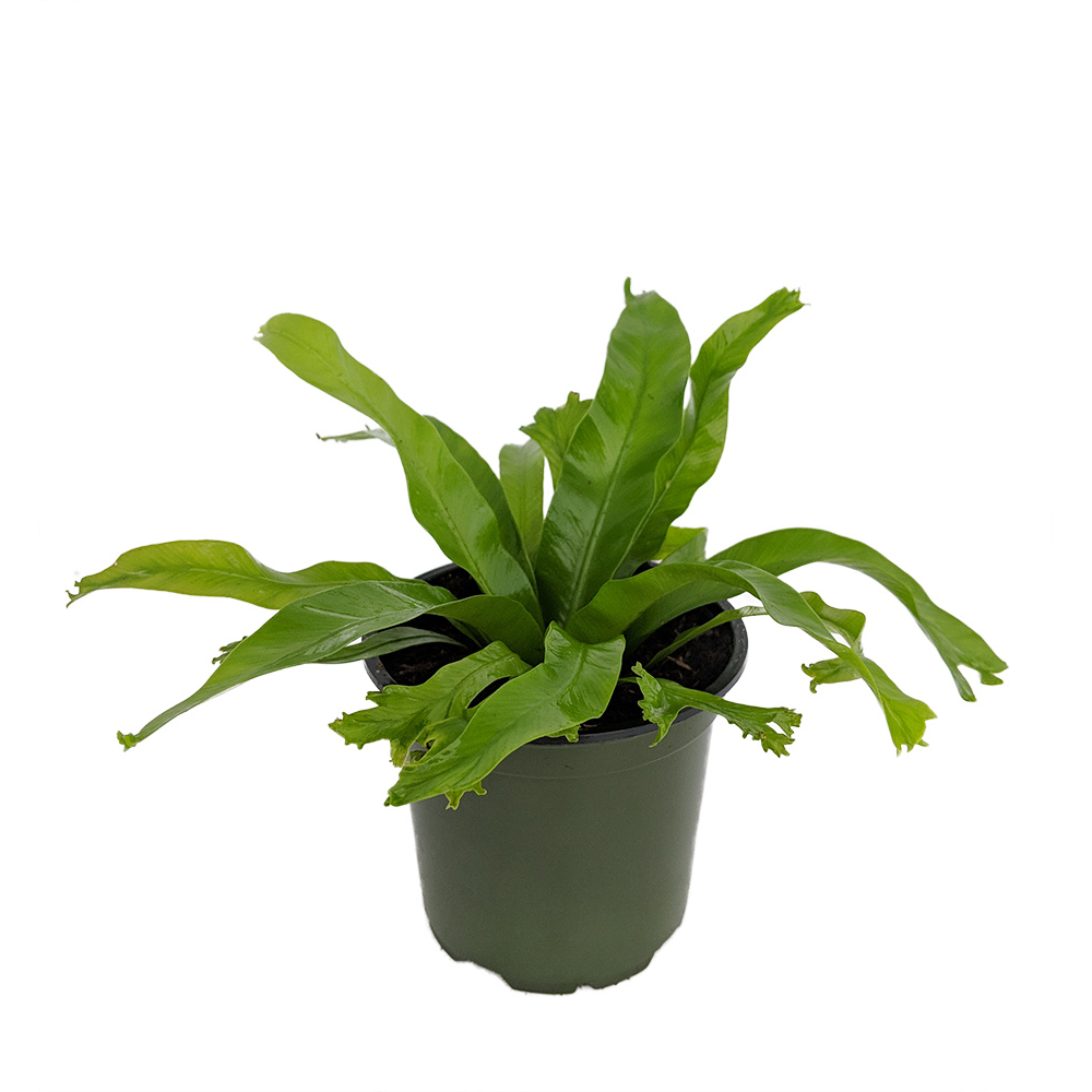 Crissie Japanese Bird's Nest Fern - 4" Pot - Asplenium antiquum - Hirt's  Gardens