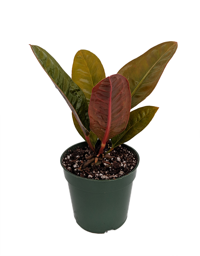 tiny nugget asiatic lily Pieton Lily