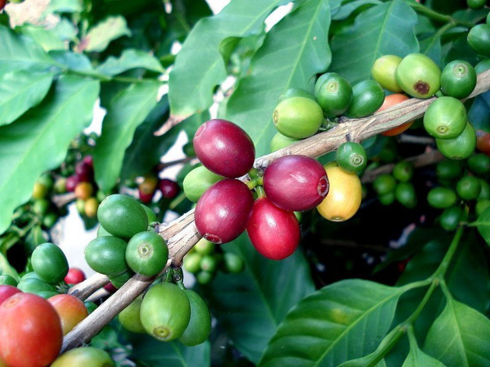 Arabica Coffee Bean Plant - 4 Pot - Grow & Brew Your Own Coffee Beans