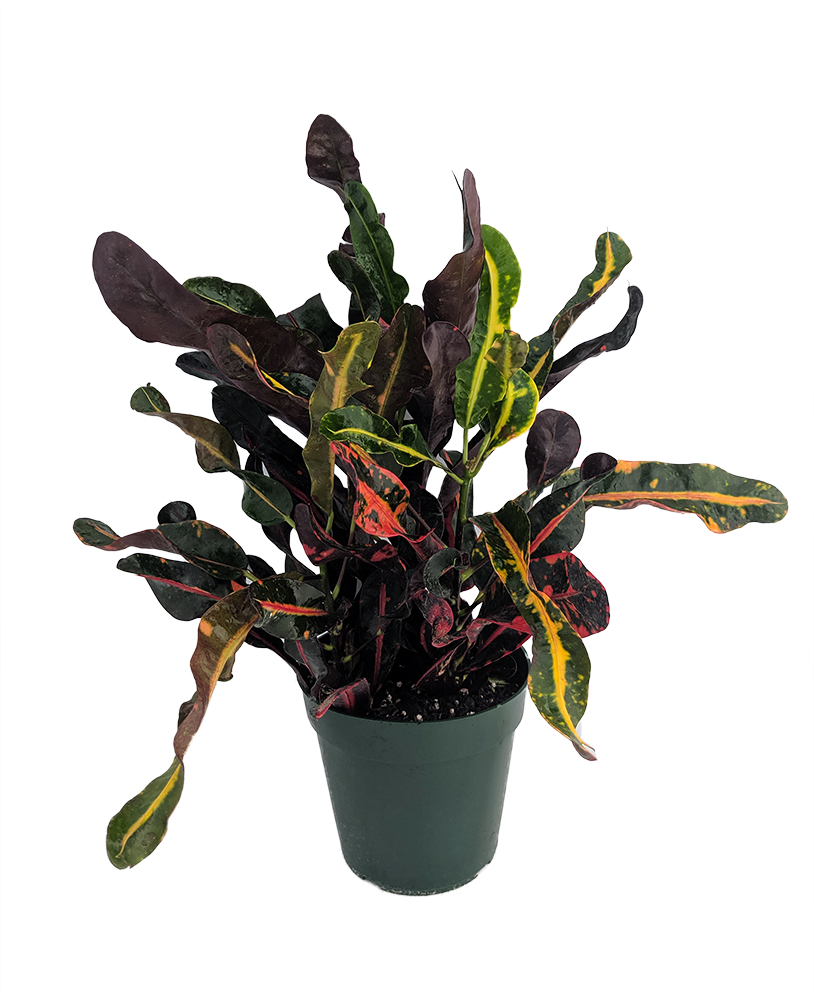 Mamey Croton - 6" Pot - Colorful House Plant - Hirt's Gardens