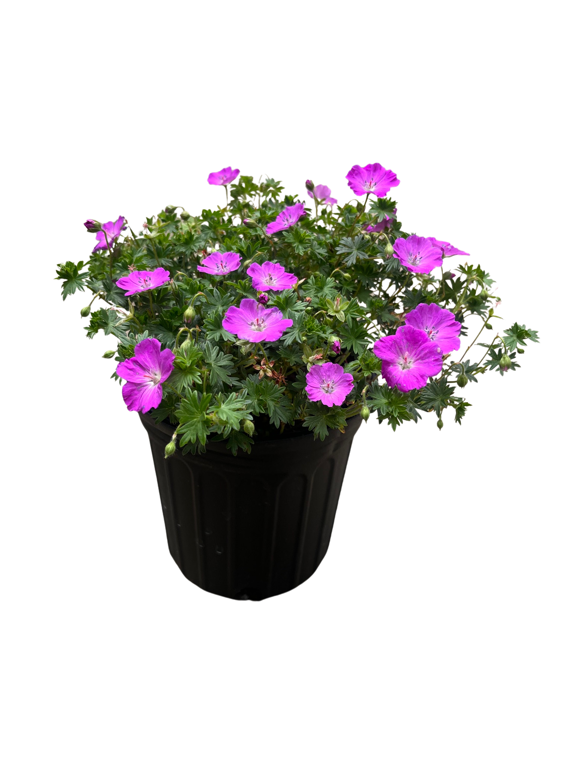 plant drainage trays Planter Pot with Drainage, Plant Pot, Planter with Stand, Succulent Pl –  Casa Amore main image 0