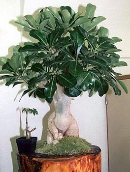 Desert Rose Plant - Adenium obesum - Natural Bonsai or House Plant - 4" Pot  - Hirt's Gardens