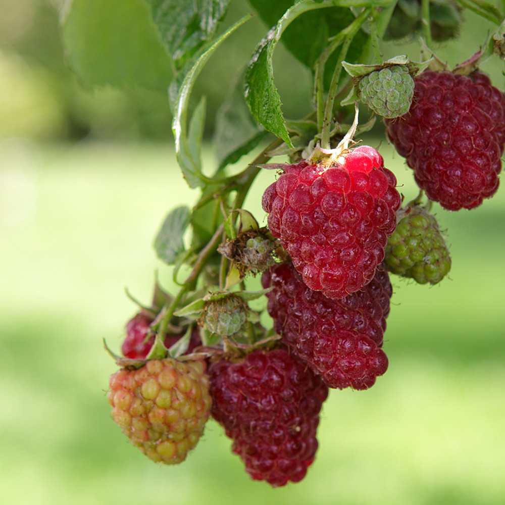Meeker Red Raspberry Plant Very Hardy 2 5 Pot Hirt S Gardens