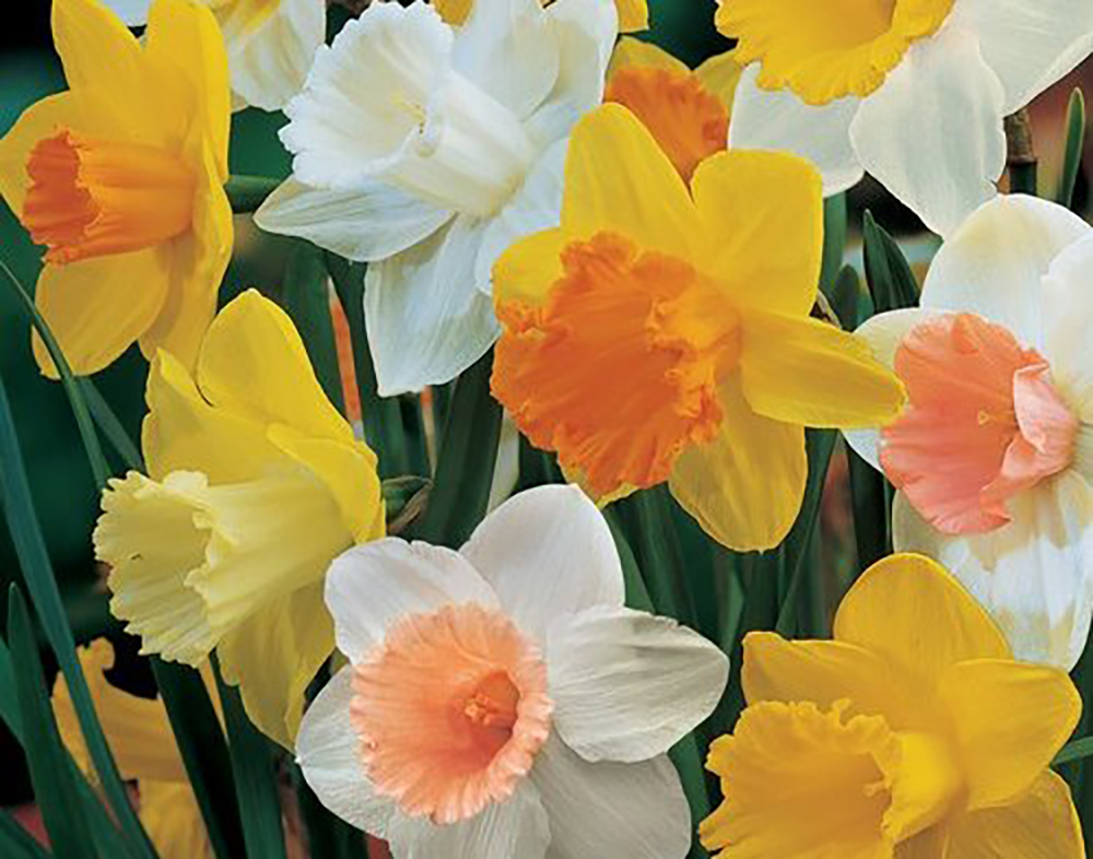 Trumpet Daffodil Mix 8 Bulbs - 14/16 cm Bulbs - Hirt's Gardens