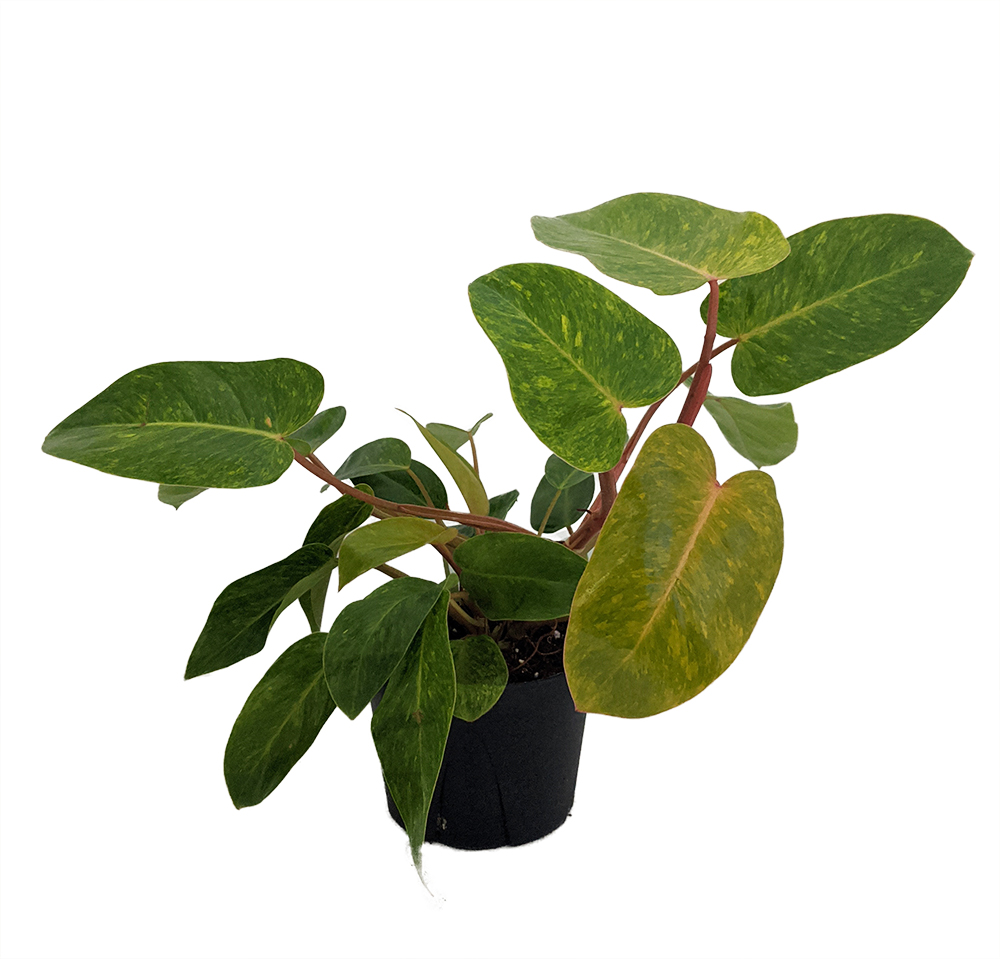 lucky plant erfahrung Lucky Plant Bundle main image 1