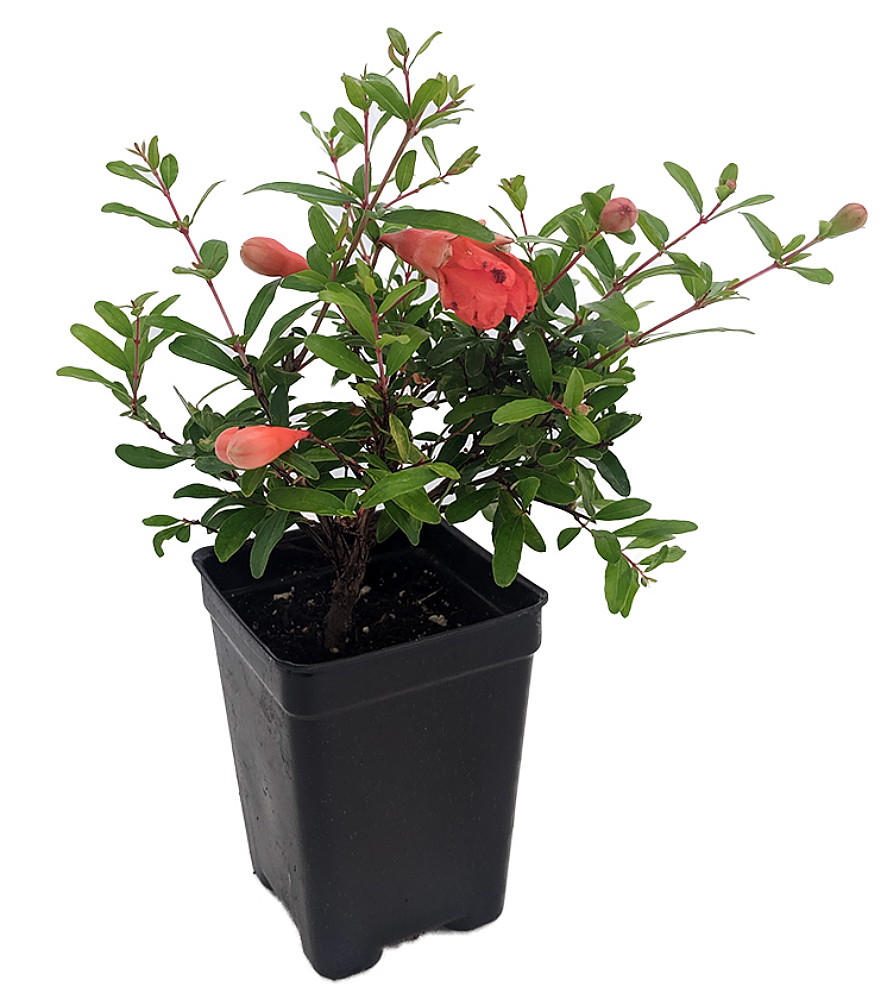 Dwarf Pomegranate Plant Punica Bonsai Houseplant Outdoors Edible 2 5 Pot Hirt S Gardens