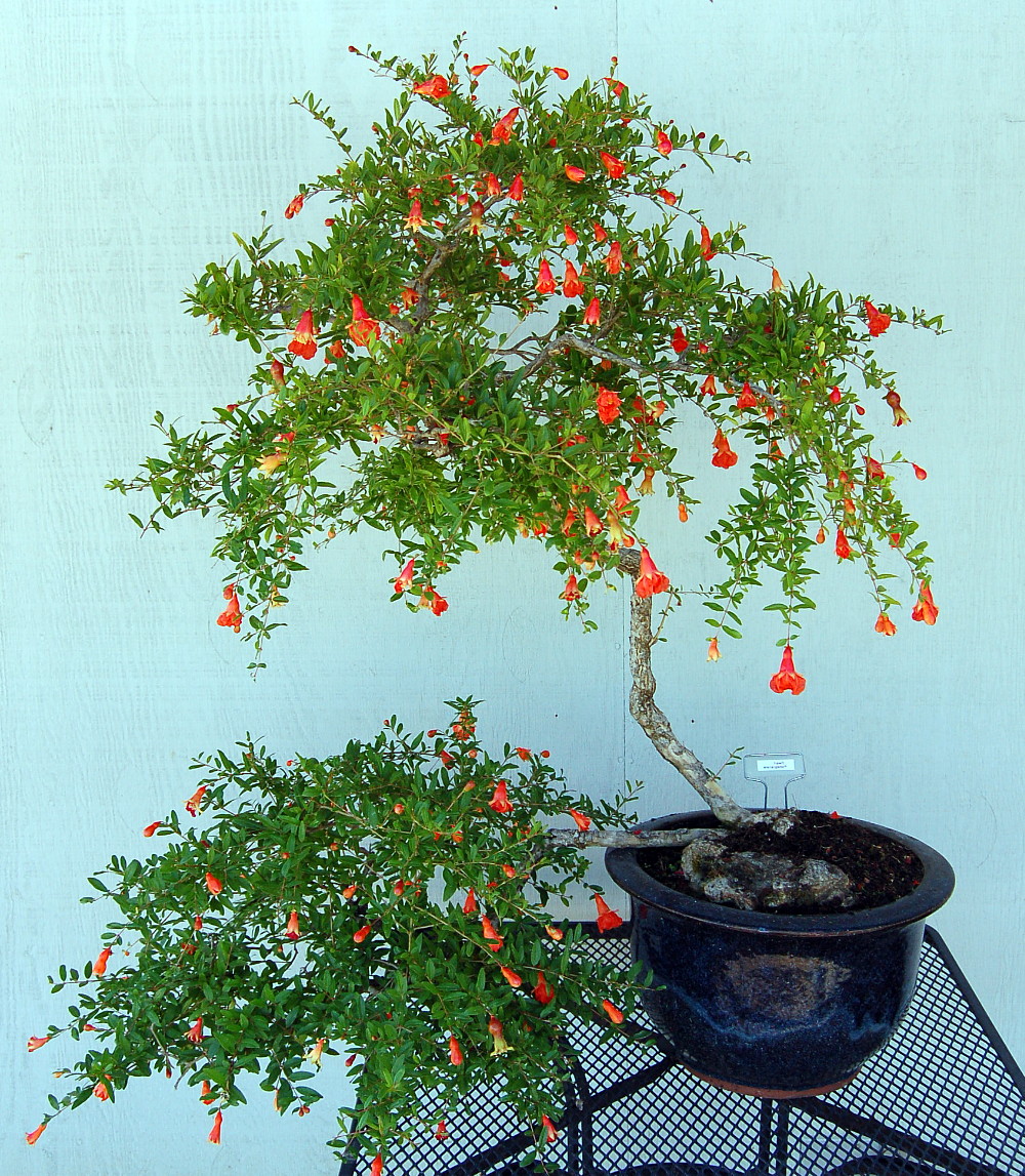 Dwarf Pomegranate Plant Punica Bonsai Houseplant Outdoors Edible 2 5 Pot Hirt S Gardens