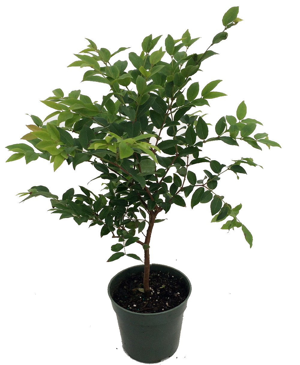 Jabuticaba Tree 4 Pot House Plant Outdoors Or Bonsai Hirt S Gardens