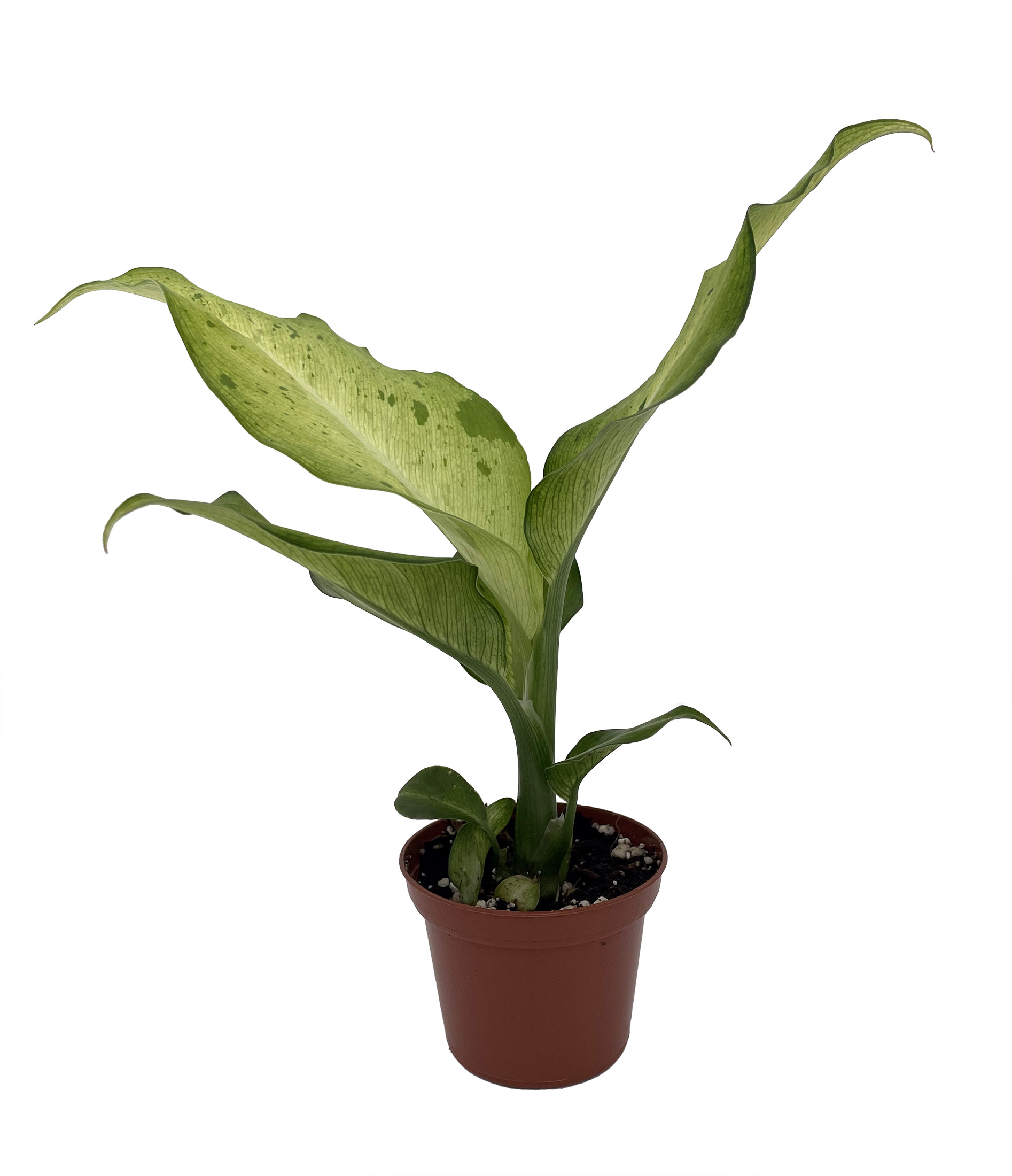 Camouflage Dieffenbachia Plant - Exotic - 2.5" Pot - Hirt's Gardens