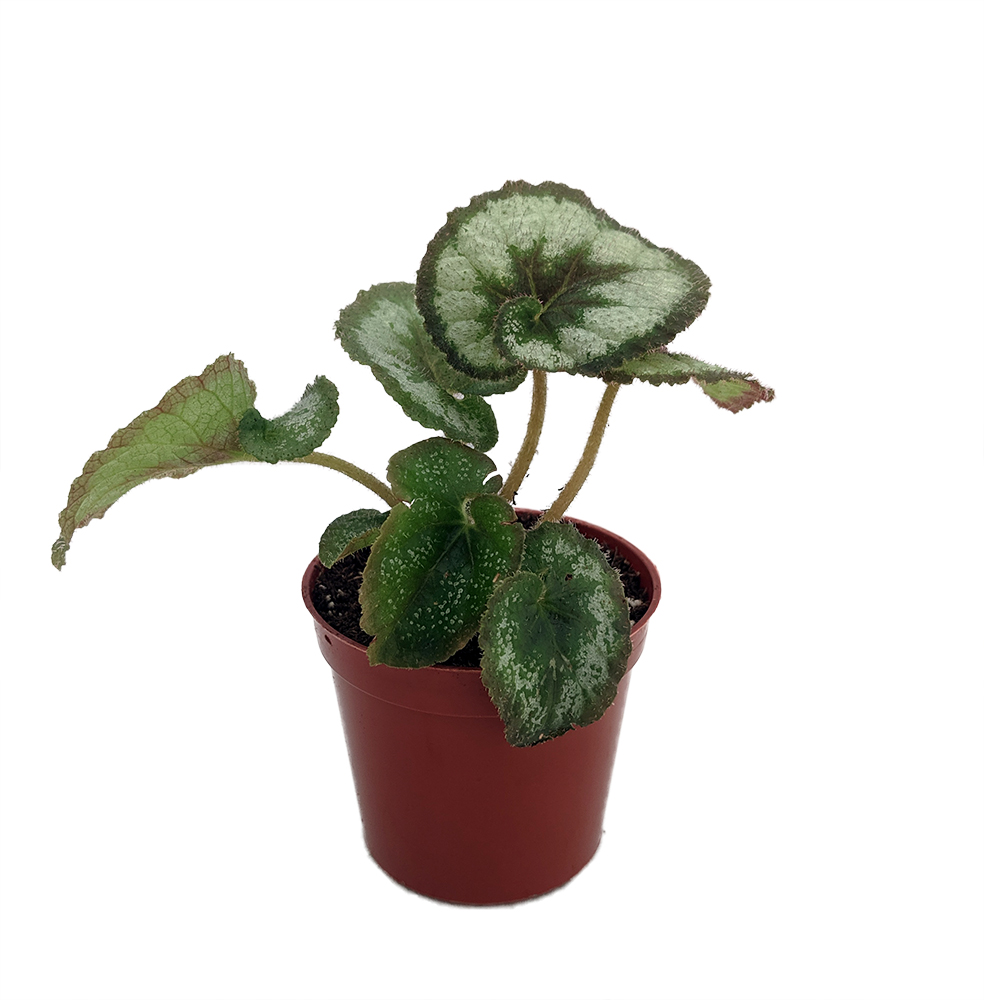 black ficus plant 59in Tall Ficus Tree main image 1