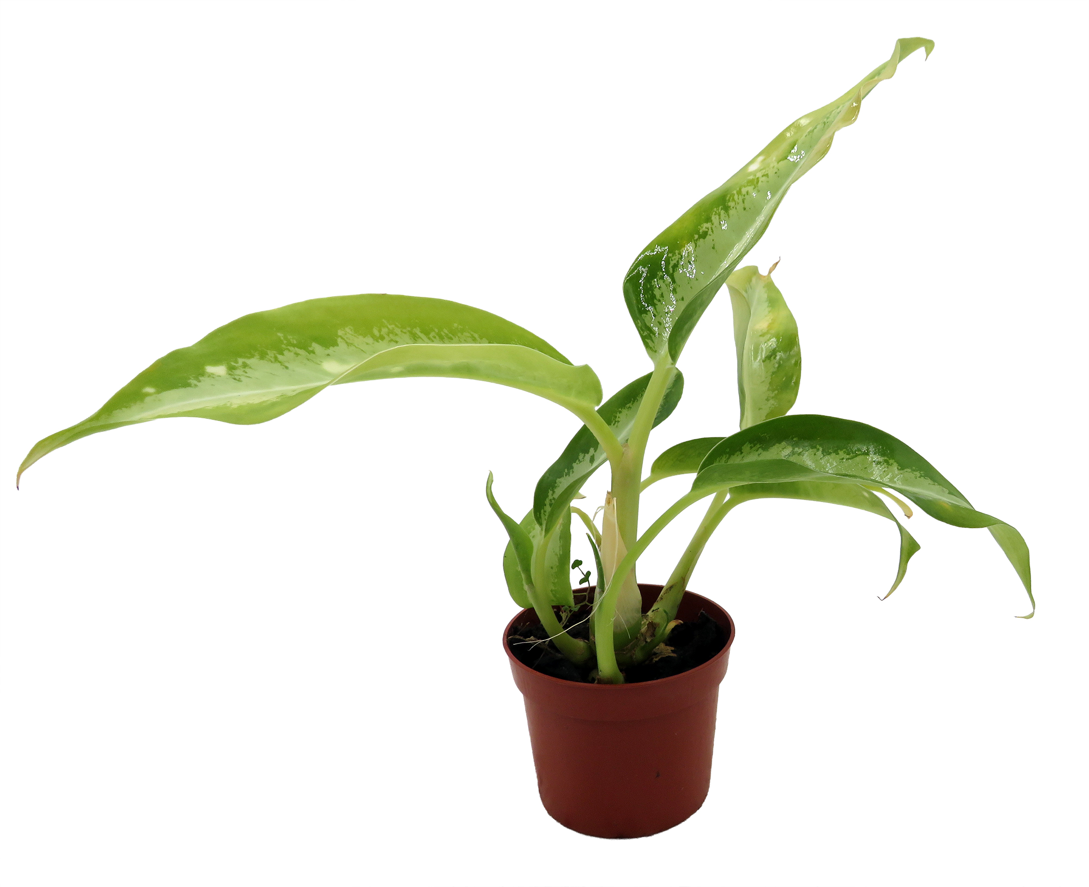 buy philodendron birkin Philodendron Birkin 'floral' (seedling) main image 0
