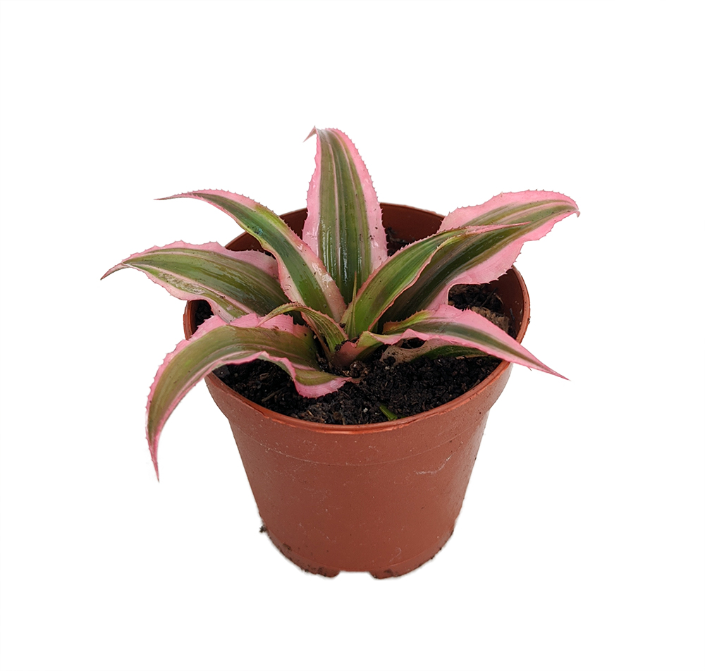 Pink Earth Star Plant - Cryptanthus - 2" Pot