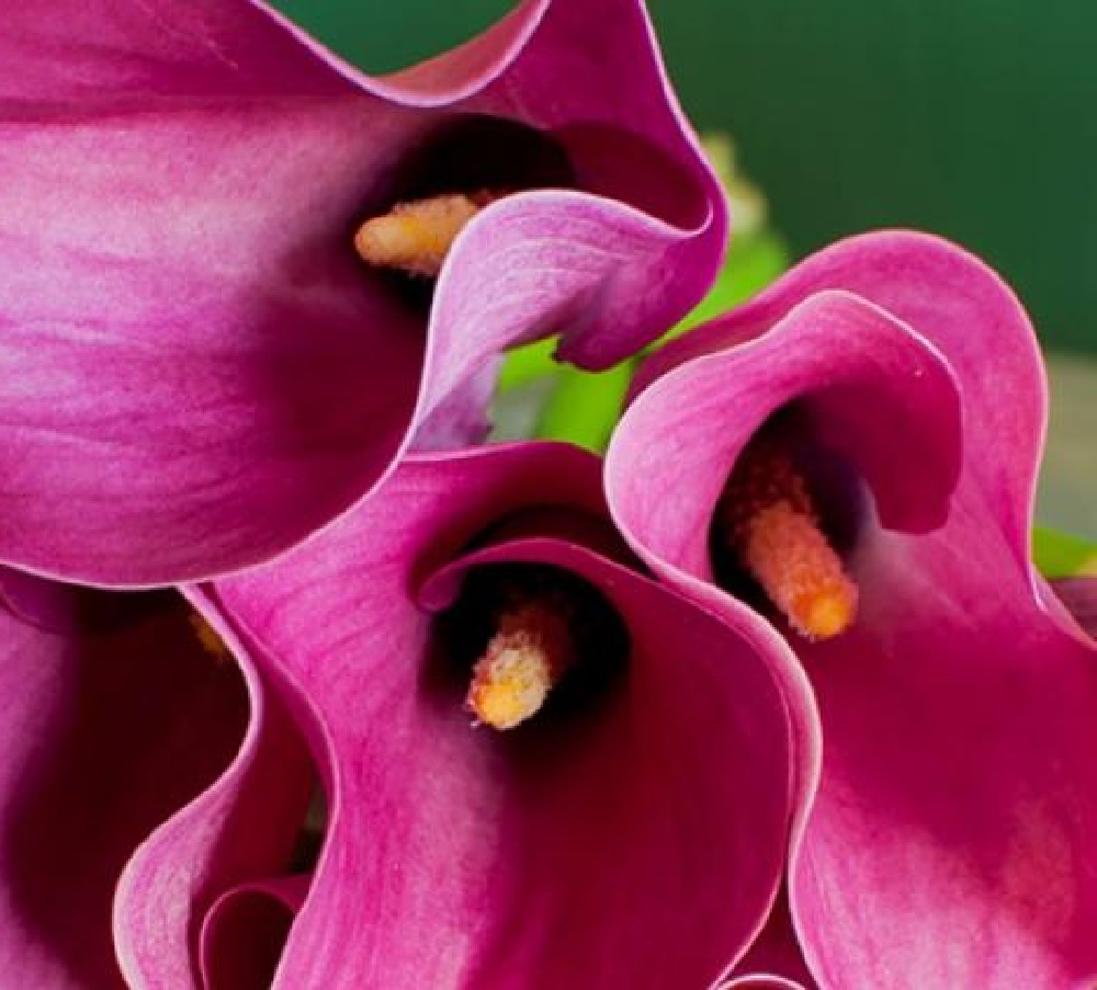 Zazu Supreme Calla Lily Bulb 14/16cm - Vivid Pink - Hirt's Gardens
