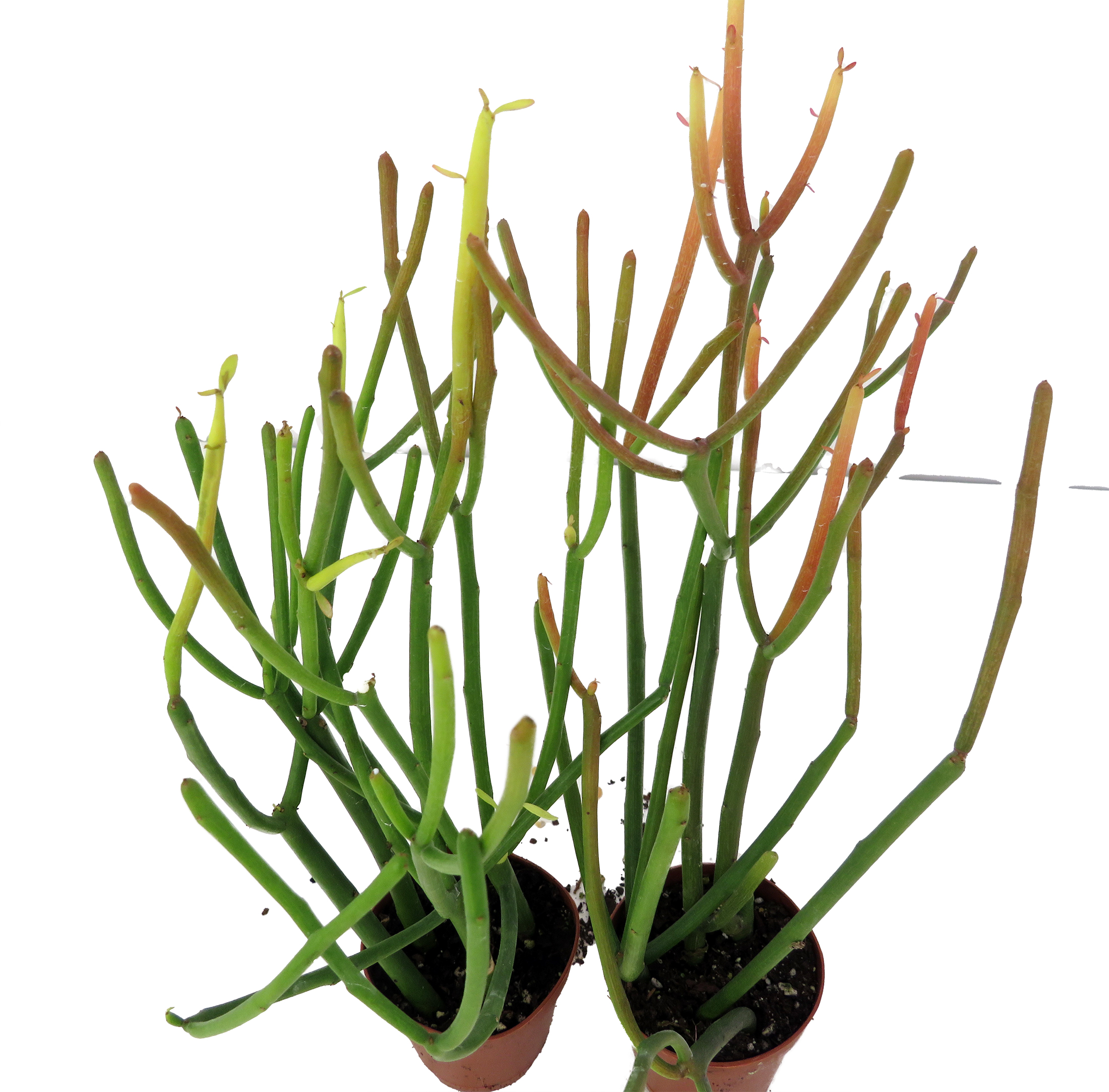 Firesticks Pencil Cactus - Euphorbia - 2 pack 2" pots - Hard to kill -  Hirt's Gardens