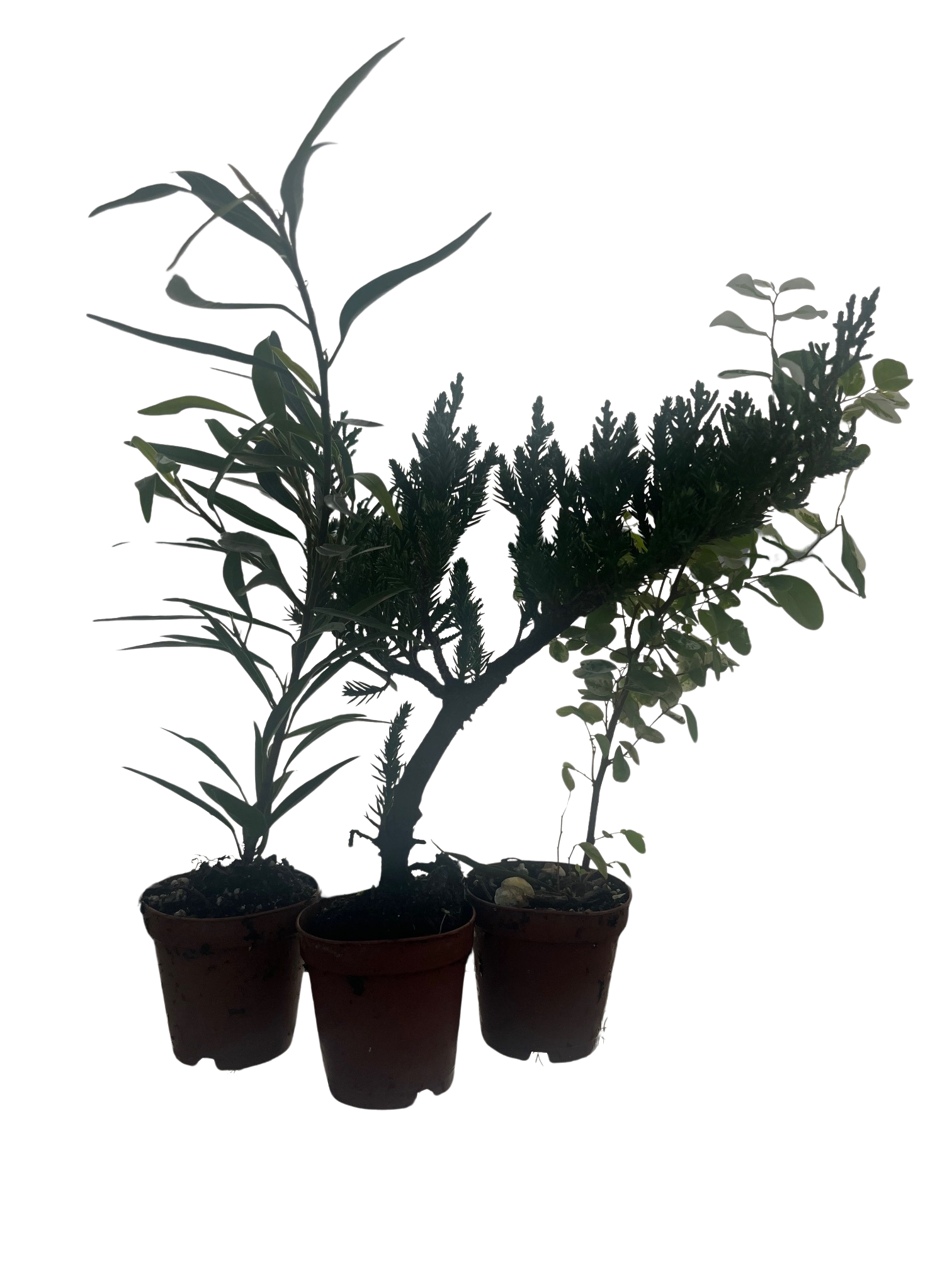 Zen Living Bonsai Assortment - 3 Plants 2