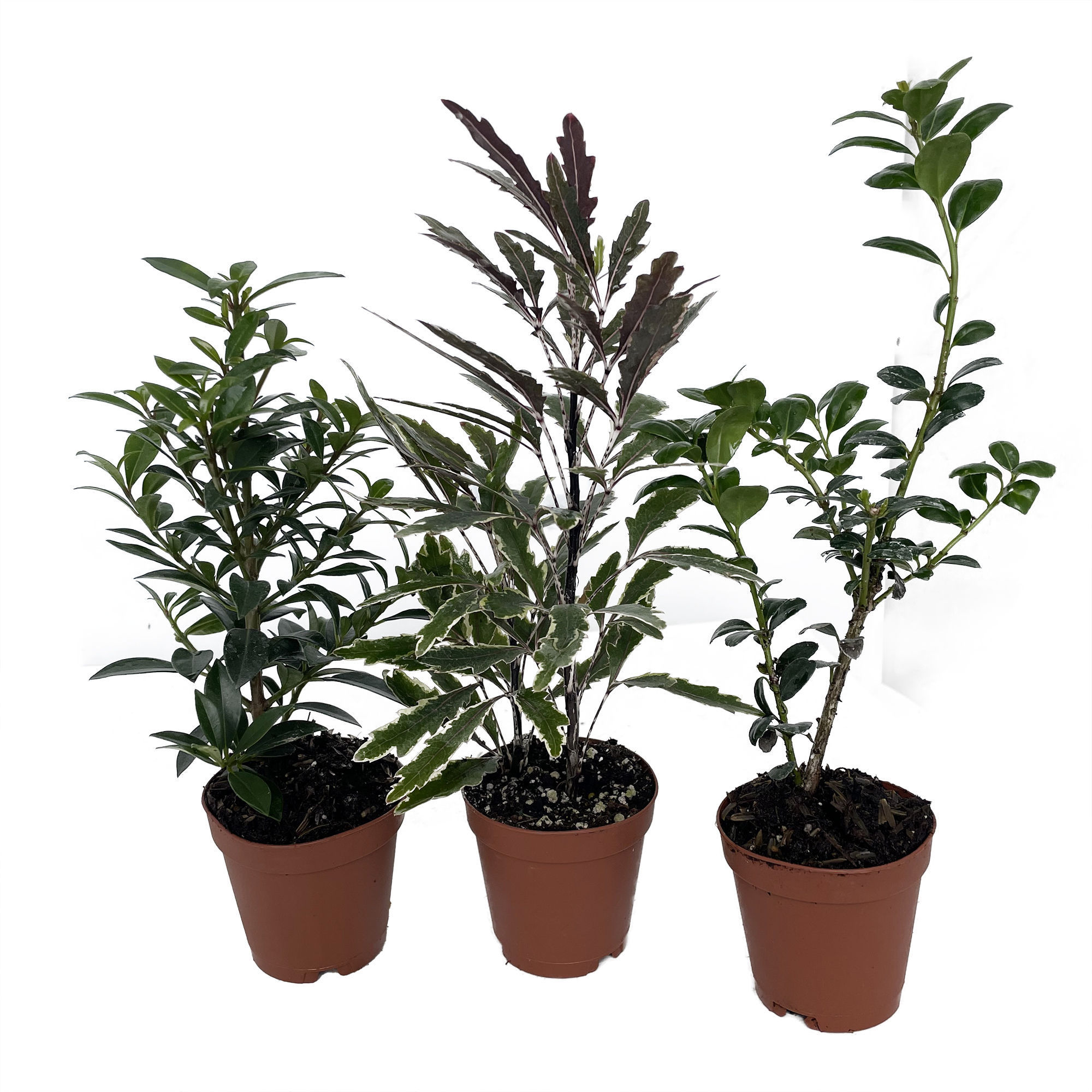 Zen Living Bonsai Assortment 3 Plants 2 Pots Hirt S Gardens