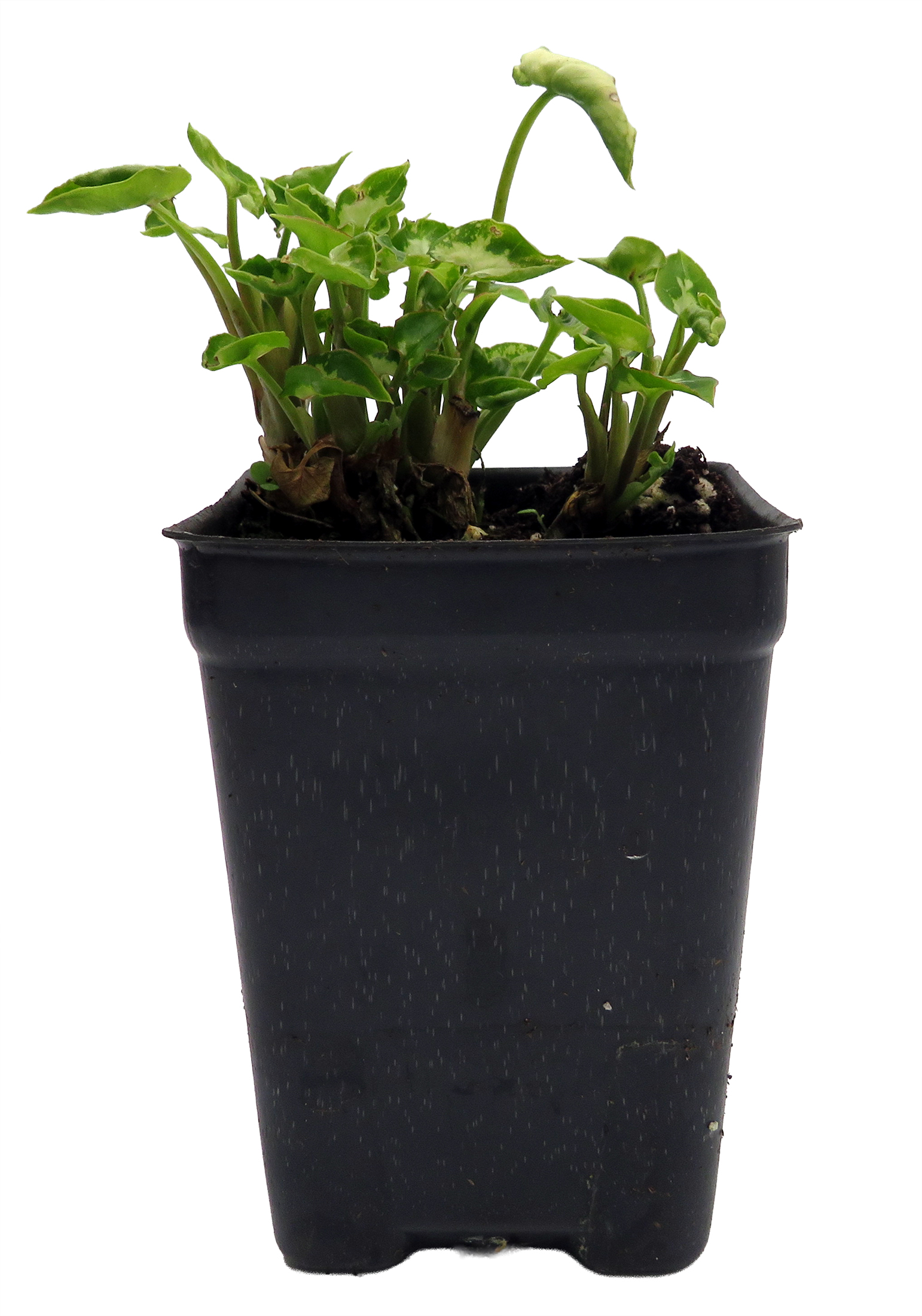 ficus planting Ficus umbellata