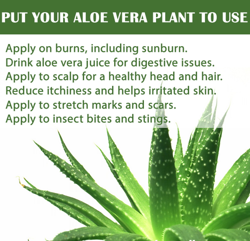 Aloe Vera - Medicine Plant - Burn Plant - Miracle Plant - Natural Healer  -4" Pot